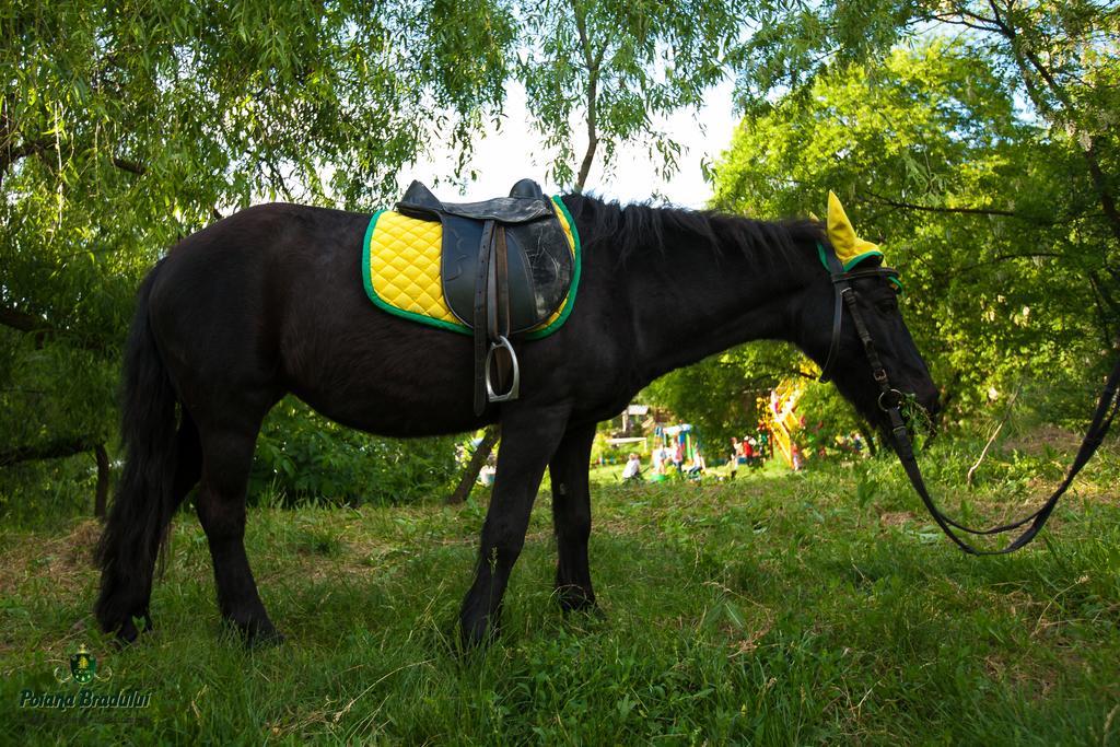 Poiana Bradului Villa Tohatin Exteriör bild